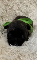 Green collar boy, a male Cairn Terrier for sale in Carrollton, OH – 3 of 6