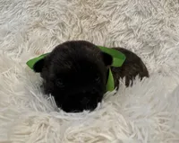 Green collar boy, a male Cairn Terrier for sale in Carrollton, OH – 4 of 6