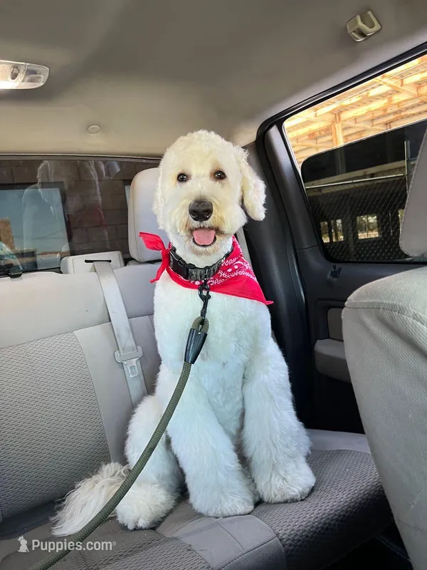 No name – Goldendoodle puppy for sale in Phoenix, AZ