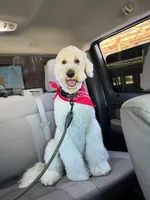 No name, a male Goldendoodle for sale in Phoenix, AZ – 1 of 3