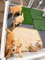 No name, a male Goldendoodle for sale in Phoenix, AZ – 2 of 3
