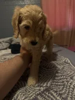 No name, a male Goldendoodle for sale in Phoenix, AZ – 3 of 3