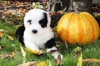 Reserved Maggie, a female Old English Sheepdog for sale in Scottdale, PA – Photo 3 of 8