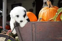 Reserved Maggie, a female Old English Sheepdog for sale in Scottdale, PA – Photo 7 of 8