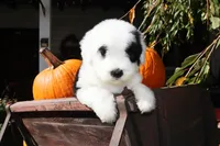 Reserved Maggie, a female Old English Sheepdog for sale in Scottdale, PA – Photo 6 of 8