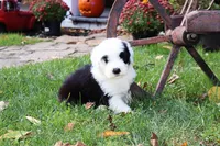 Reserved Maggie, a female Old English Sheepdog for sale in Scottdale, PA – Photo 4 of 8