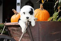 Reserved Maggie, a female Old English Sheepdog for sale in Scottdale, PA – Photo 1 of 8