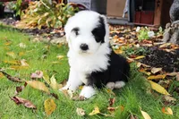 Reserved Maggie, a female Old English Sheepdog for sale in Scottdale, PA – Photo 5 of 8