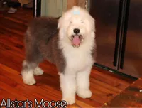 Reserved Maggie, a female Old English Sheepdog for sale in Scottdale, PA – Photo 8 of 8