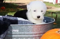 Reserved CH Ghost Blue Eyes, a female Old English Sheepdog for sale in Scottdale, PA – Photo 3 of 5
