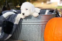 Reserved CH Ghost Blue Eyes, a female Old English Sheepdog for sale in Scottdale, PA – Photo 4 of 5