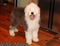 Reserved CH Ghost Blue Eyes, a female Old English Sheepdog for sale in Scottdale, PA – Photo 5 of 5