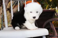 Reserved CH Ghost Blue Eyes, a female Old English Sheepdog for sale in Scottdale, PA – Photo 2 of 5