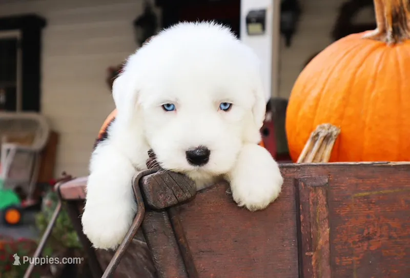 Reserved CH Ghost Blue Eyes, a female Old English Sheepdog for sale in Scottdale, PA – Photo 1 of 5