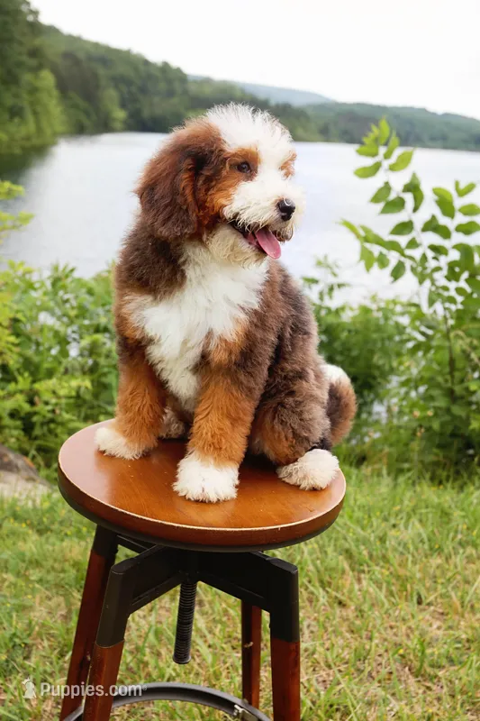 Ruby, a female Miniature Bernedoodle for sale in Scottdale, PA – Photo 1 of 1