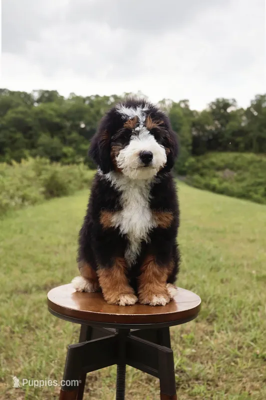 Amethyst, a male Miniature Bernedoodle for sale in Scottdale, PA – Photo 1 of 1