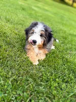 Pupcake, a male Miniature Bernedoodle for sale in Scottdale, PA – Photo 2 of 5