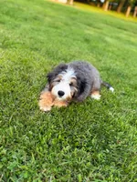 Pupcake, a male Miniature Bernedoodle for sale in Scottdale, PA – Photo 3 of 5