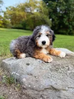 Pupcake, a male Miniature Bernedoodle for sale in Scottdale, PA – Photo 5 of 5