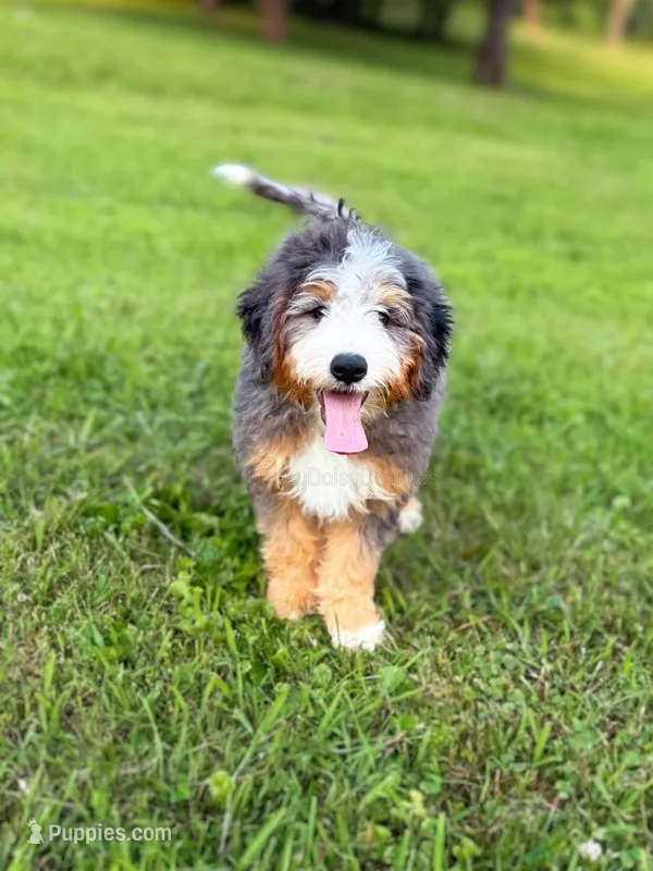Pupcake, a male Miniature Bernedoodle for sale in Scottdale, PA – Photo 1 of 5