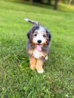 Pupcake, a male Miniature Bernedoodle for sale in Scottdale, PA – Photo 1 of 5
