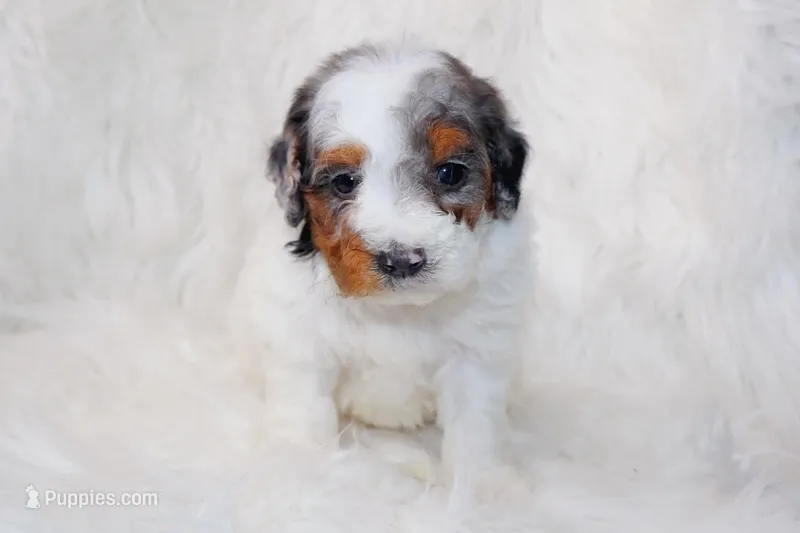 Micro Kameron, a female Miniature Bernedoodle for sale in Scottdale, PA – Photo 1 of 2
