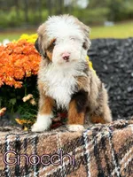 Micro Gnocchi, a male Miniature Bernedoodle for sale in Scottdale, PA – Photo 1 of 5