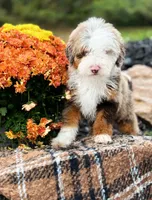 Micro Gnocchi, a male Miniature Bernedoodle for sale in Scottdale, PA – Photo 4 of 5