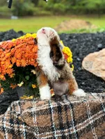 Micro Gnocchi, a male Miniature Bernedoodle for sale in Scottdale, PA – Photo 5 of 5