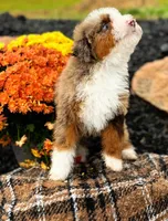 Micro Gnocchi, a male Miniature Bernedoodle for sale in Scottdale, PA – Photo 3 of 5