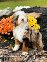 Micro Gnocchi, a male Miniature Bernedoodle for sale in Scottdale, PA – Photo 2 of 5