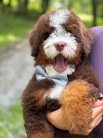 Micro Hershey, a male Miniature Bernedoodle for sale in Scottdale, PA – Photo 1 of 5