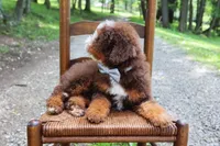 Micro Hershey, a male Miniature Bernedoodle for sale in Scottdale, PA – Photo 4 of 5