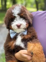 Micro Hershey, a male Miniature Bernedoodle for sale in Scottdale, PA – Photo 2 of 5