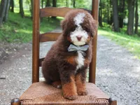 Micro Hershey, a male Miniature Bernedoodle for sale in Scottdale, PA – Photo 3 of 5