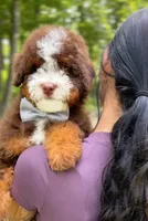 Micro Hershey, a male Miniature Bernedoodle for sale in Scottdale, PA – Photo 5 of 5