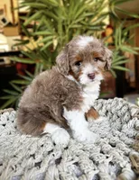 SOLD Rare Toy Brownie, a male Miniature Bernedoodle for sale in Scottdale, PA – Photo 3 of 7