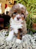 SOLD Rare Toy Brownie, a male Miniature Bernedoodle for sale in Scottdale, PA – Photo 6 of 7