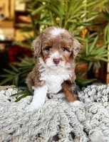 SOLD Rare Toy Brownie, a male Miniature Bernedoodle for sale in Scottdale, PA – Photo 1 of 7