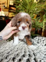 SOLD Rare Toy Brownie, a male Miniature Bernedoodle for sale in Scottdale, PA – Photo 5 of 7