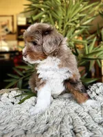 SOLD Rare Toy Brownie, a male Miniature Bernedoodle for sale in Scottdale, PA – Photo 2 of 7