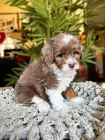 SOLD Rare Toy Brownie, a male Miniature Bernedoodle for sale in Scottdale, PA – Photo 7 of 7