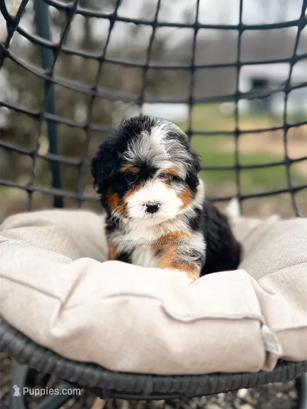 SOLD Cheshire Cat, a male Miniature Bernedoodle for sale in Scottdale, PA – Photo 1 of 3