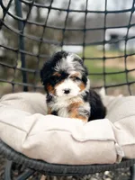 SOLD Cheshire Cat, a male Miniature Bernedoodle for sale in Scottdale, PA – Photo 1 of 3