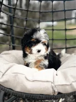 SOLD Cheshire Cat, a male Miniature Bernedoodle for sale in Scottdale, PA – Photo 2 of 3