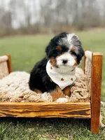 SOLD Cheshire Cat, a male Miniature Bernedoodle for sale in Scottdale, PA – Photo 3 of 3
