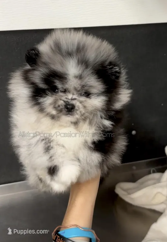 Sold Allstar’s Tiger, a male Pomeranian for sale in Scottdale, PA – Photo 1 of 6