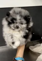 Sold Allstar’s Tiger, a male Pomeranian for sale in Scottdale, PA – Photo 1 of 6