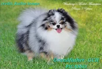 Sold Allstar’s Tiger, a male Pomeranian for sale in Scottdale, PA – Photo 5 of 6
