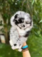 Sold Allstar’s Tiger, a male Pomeranian for sale in Scottdale, PA – Photo 2 of 6